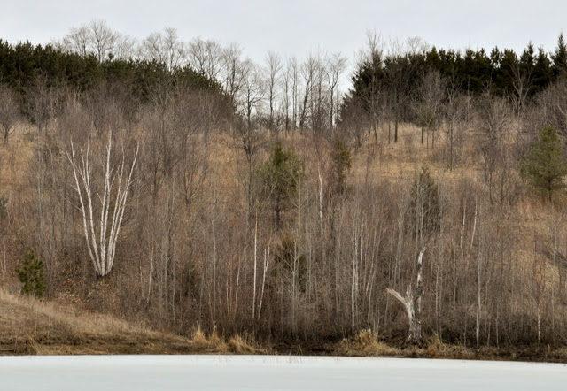 Forks of the Credit River in Spring