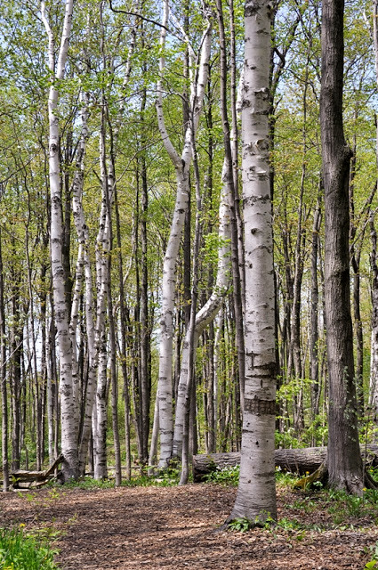 Birch tree forest trail at Scenic Caves, Collingwood