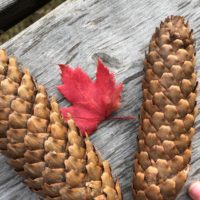 Pinecones and red leaf