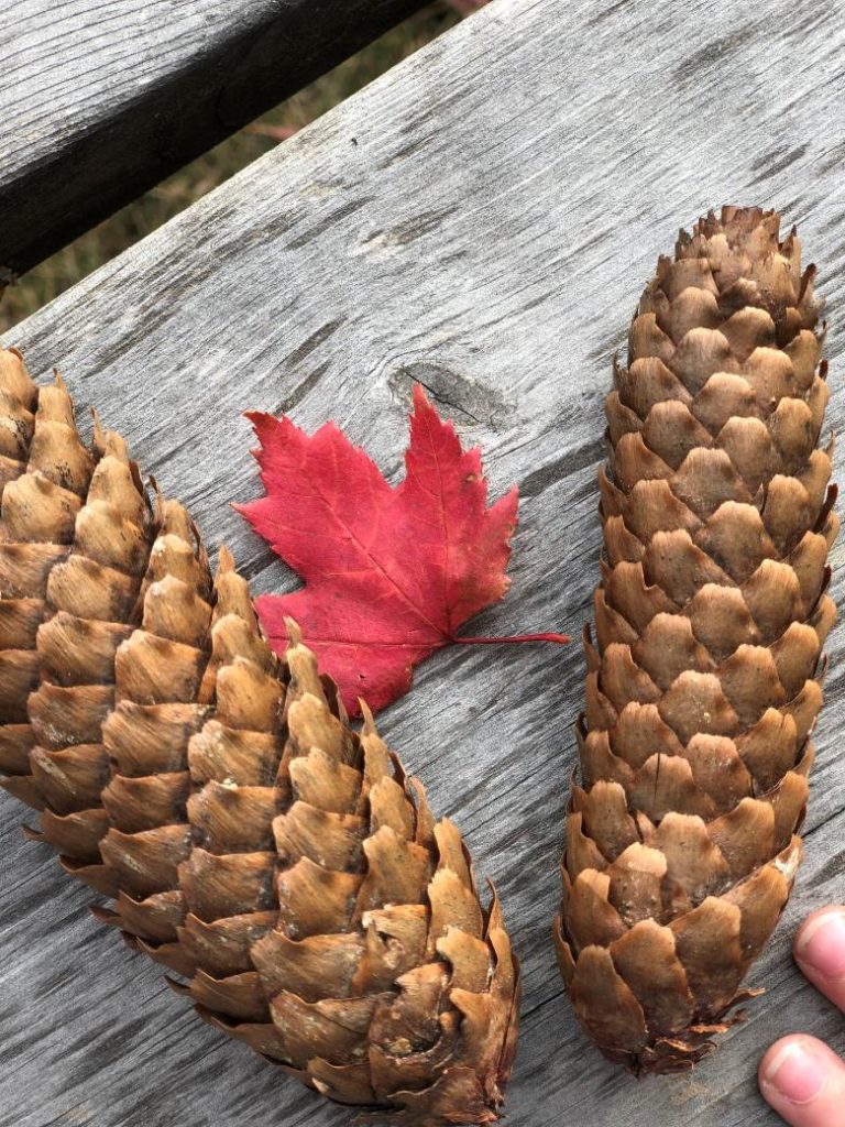 Pinecones and red leaf