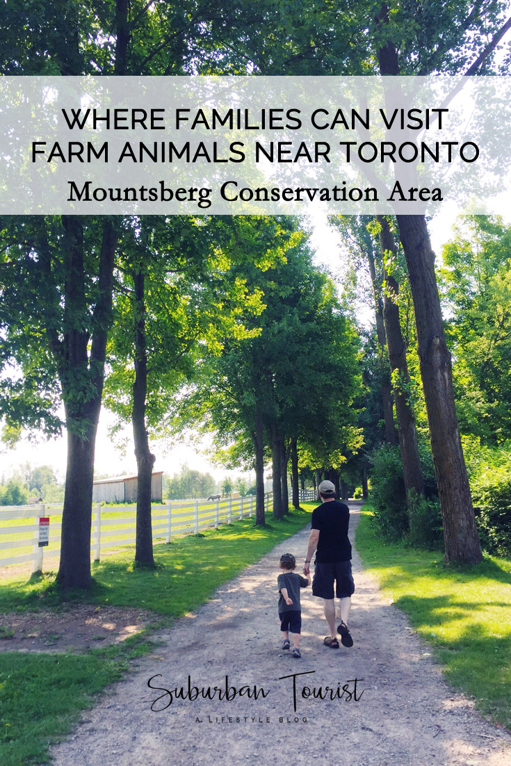 Visiting farm animals at Mountsberg Conservation Area - a natural space close to Toronto that gives you a taste of Ontario farm life and the great outdoors. #Toronto #traveltips #travel #traveldestinations #outdoors #hiking #nature #naturelovers #familyactivities 