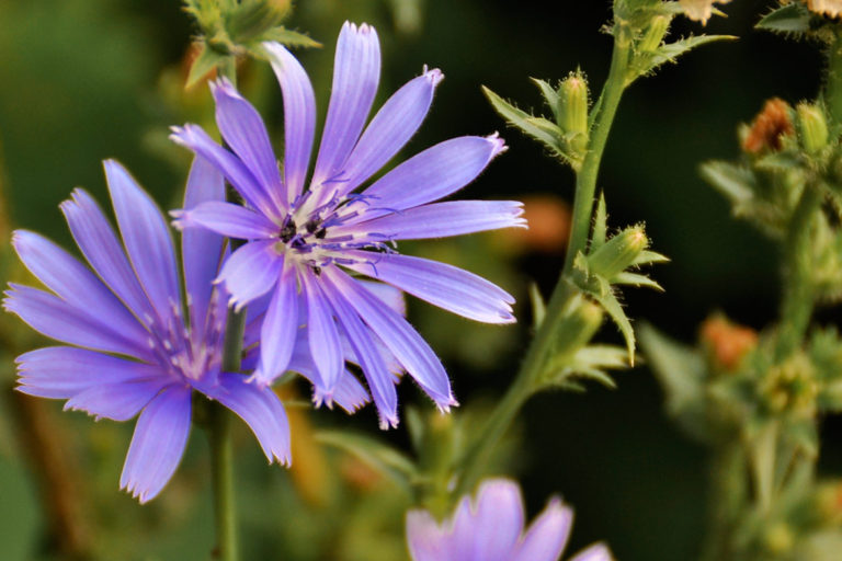 How I Find Peace Through Nature - including through finding beautiful wild flowers like chicory. #nature #naturelovers