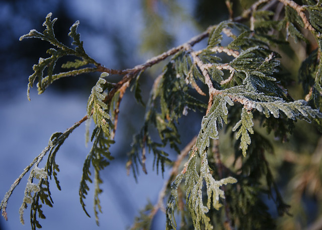 A frozen cedar branch at Island Lake Conservation Area near Orangeville, Ontario.