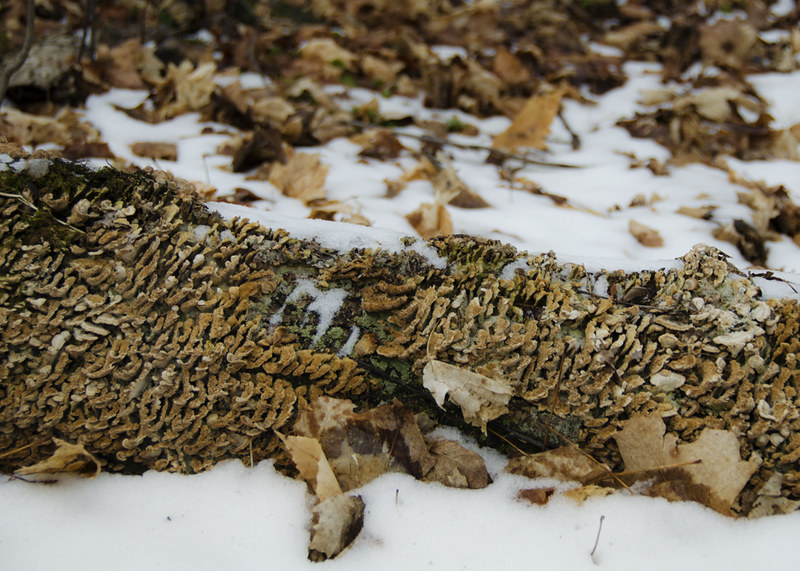 Fungus on a log - winter trails near Barrie