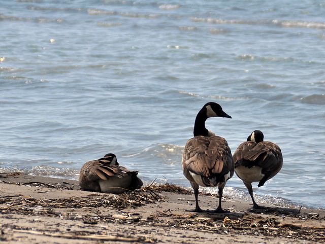 Geese at Port Burwell Provincial Park Beach 