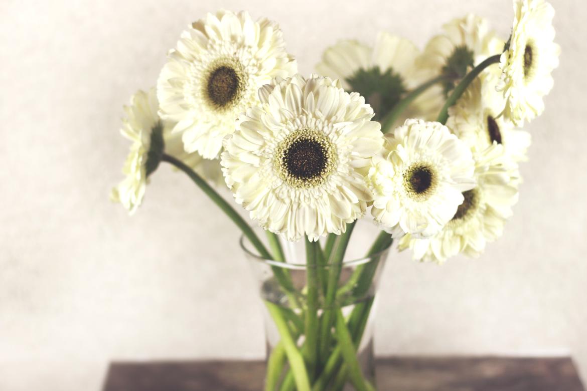 Gerbera Daisies - toxic things to remove from your life. Toxic things in life. 