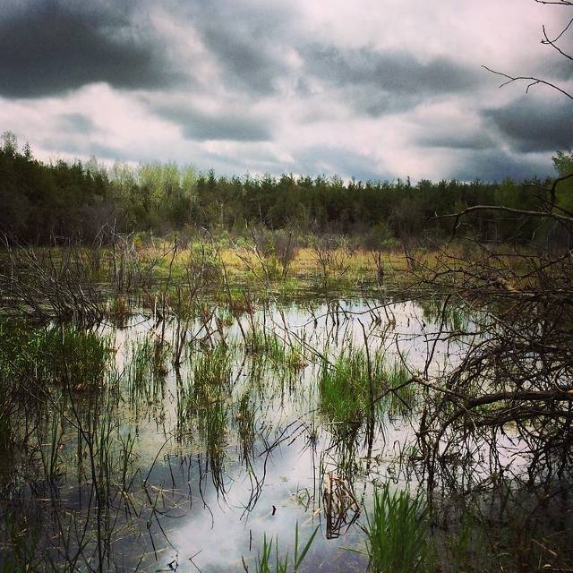 Marsh land at Starkey Hill.