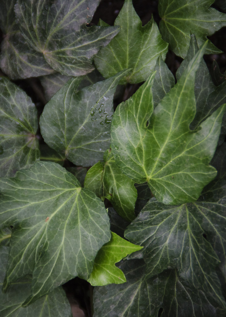 Ivy: Things to do at the RBG in Burlington, Ontario