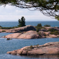 The famous white pines at Killarney Provincial Park are one of the key draws for visitors to this amazing natural park, north of Toronto. #Toronto #Ontario #outdoors #trails #hiking #lake #pines