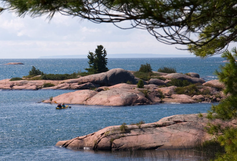The famous white pines at Killarney Provincial Park are one of the key draws for visitors to this amazing natural park, north of Toronto. #Toronto #Ontario #outdoors #trails #hiking #lake #pines