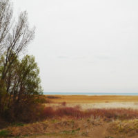 Long Point Marsh In Spring