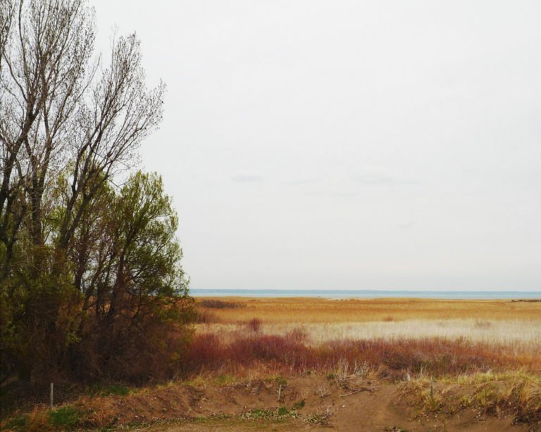 Long Point Marsh In Spring