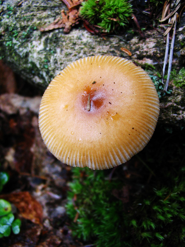 Orphan Lake Trail - Mushroom