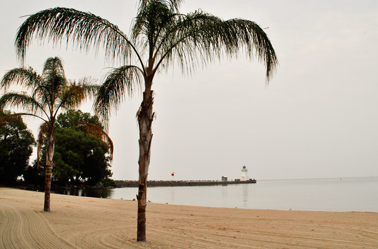 Palm trees on the beach in Port Dover, Ontario