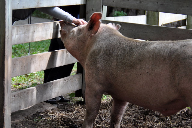 Pig at Bronte Creek Provincial Park - things to do in Burlington, Ontario