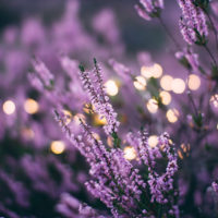 There are many scents that trigger memories, usually fond memories from childhood or lovely romantic times. I share a list of favourite scents and the science behind how scent can trigger memory. #memories #scents #aromatherapy #livinglife #amazinglife #lovelyscents #nostalgia