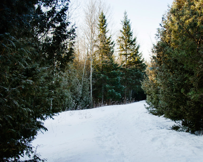 A snowy trail at Island Lake Conservation Area