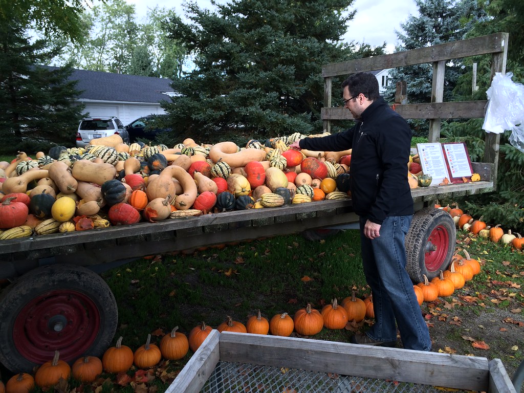.Spend a day on a farm - looking through pumpkins at the pumpkin patch. 