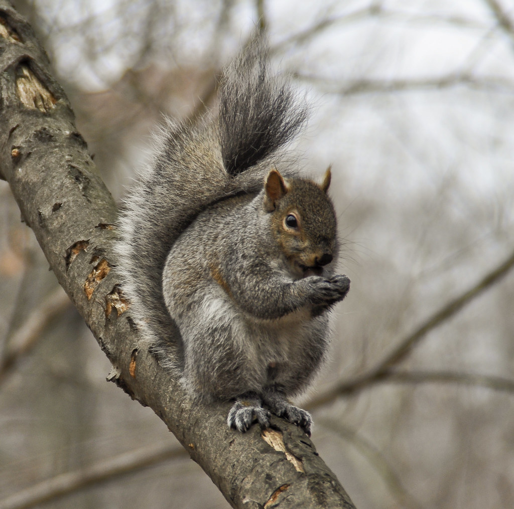 Squirrel at High Park in Toronto in wintertime.