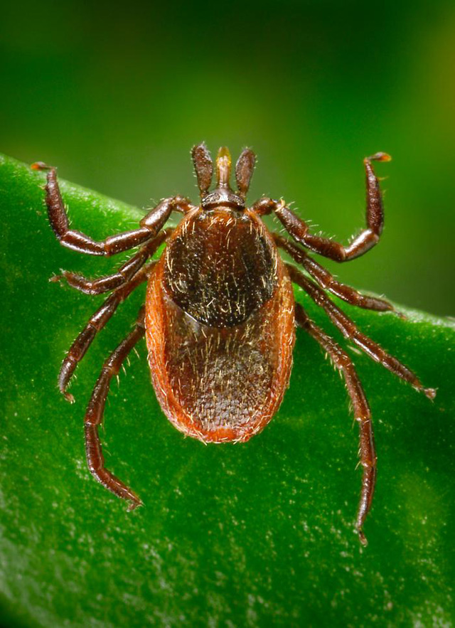 Preventing lyme disease - tick close up