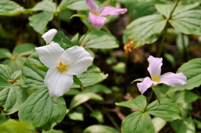 Trilliums in the woods at Scenic Caves in Collingwood