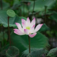 Inspirational nature quotes that get you hiking - water lily