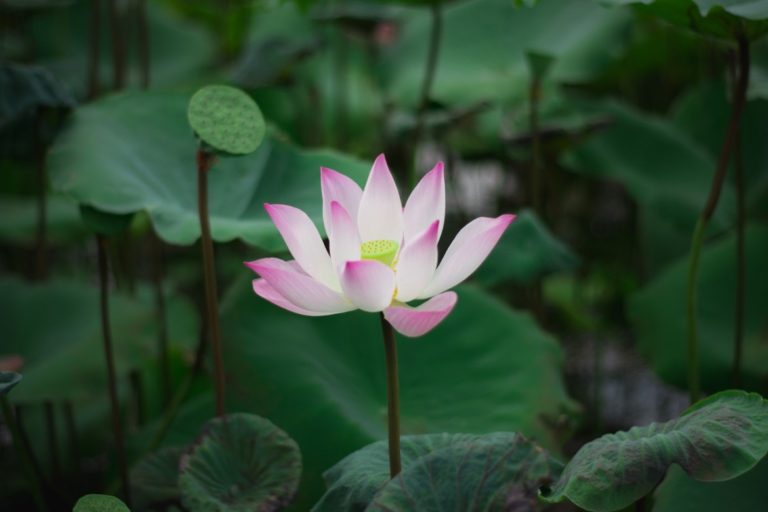 Inspirational nature quotes that get you hiking - water lily