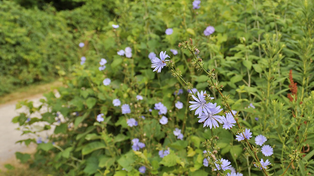 Wild chicory grows in meadows at Riverwood Conservancy