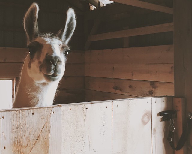 A llama in a barn - spend a day on a farm